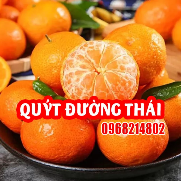 Bán Giống Quýt Đường Thái Lan Chuẩn - Cây Khỏe, Năng Suất Cao, Quả Ngọt Đậm