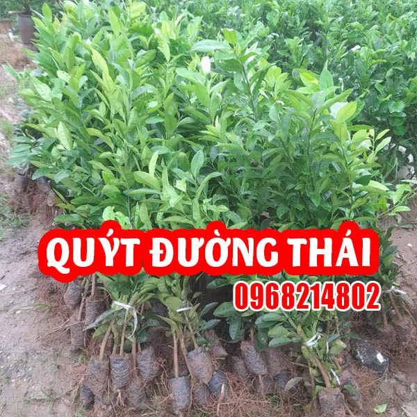 Bán Giống Quýt Đường Thái Lan Chuẩn - Cây Khỏe, Năng Suất Cao, Quả Ngọt Đậm