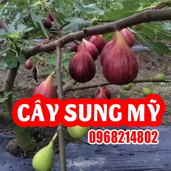 Cây Giống Sung Mỹ - Bí Quyết Làm Giàu Từ Nông Nghiệp Sạch