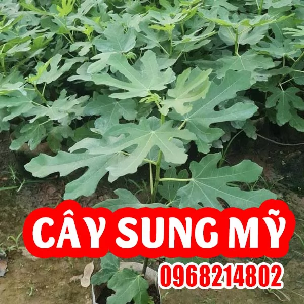 Cây Giống Sung Mỹ - Bí Quyết Làm Giàu Từ Nông Nghiệp Sạch