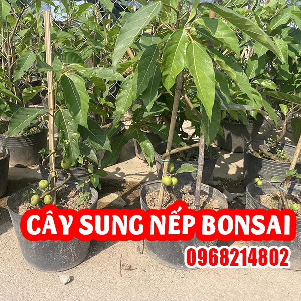 Cây Sung Nếp BonSai Và Cách Chăm Sóc Sai Quả