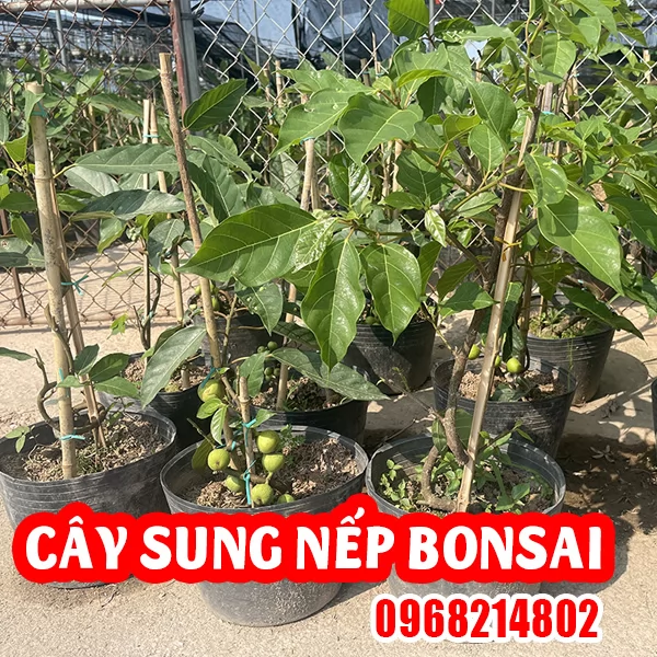 Cây Sung Nếp BonSai Và Cách Chăm Sóc Sai Quả