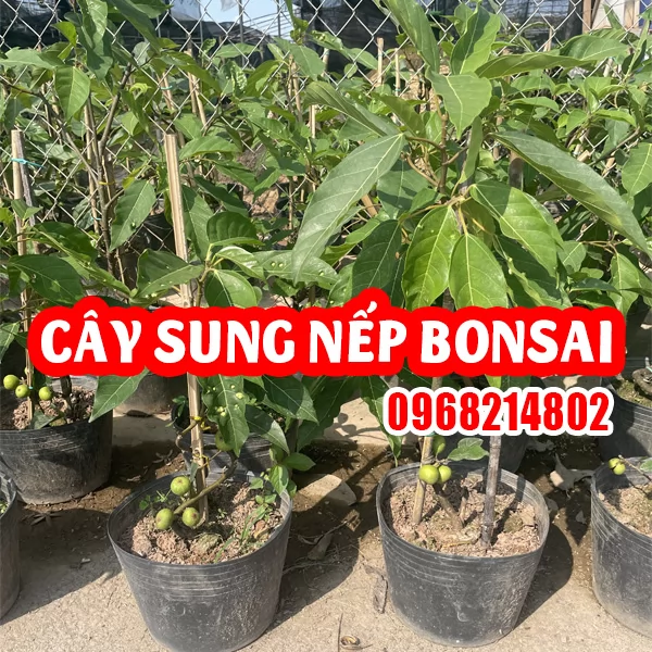 Cây Sung Nếp BonSai Và Cách Chăm Sóc Sai Quả