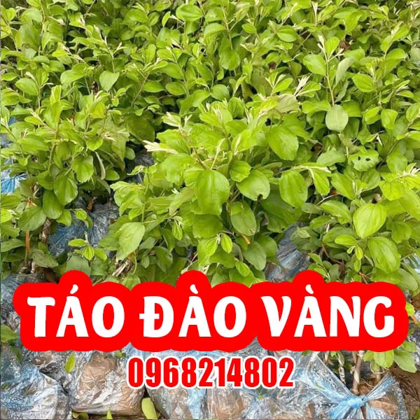 Tổng Hợp 4 Loại Giống Táo Dễ Trồng Và Mua Cây Táo Giống Ở Đâu