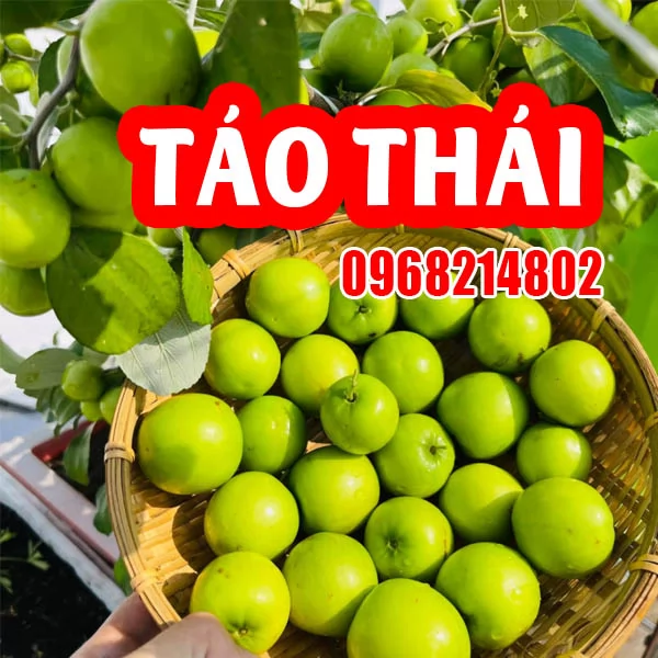 Tổng Hợp 4 Loại Giống Táo Dễ Trồng Và Mua Cây Táo Giống Ở Đâu