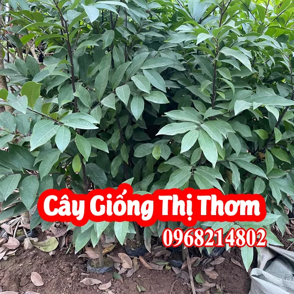 Mua Cây Giống Thị Ở Đâu Và Bao Nhiêu Tiền 1 Cây