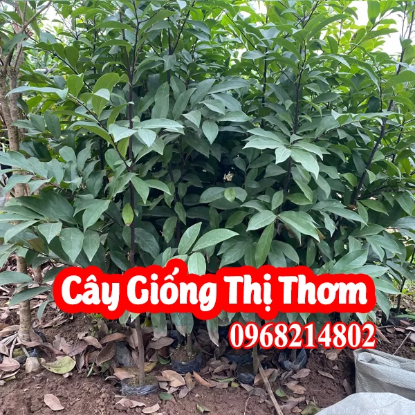 Mua Cây Giống Thị Ở Đâu Và Bao Nhiêu Tiền 1 Cây