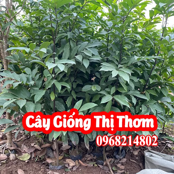 Mua Cây Giống Thị Ở Đâu Và Bao Nhiêu Tiền 1 Cây