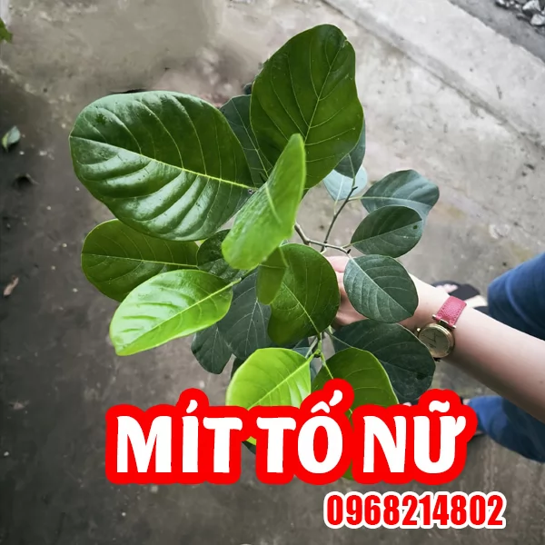Mua Cây Giống Mit Tố Nữ Ở Đâu Và Bao Nhiêu Tiền 1kg