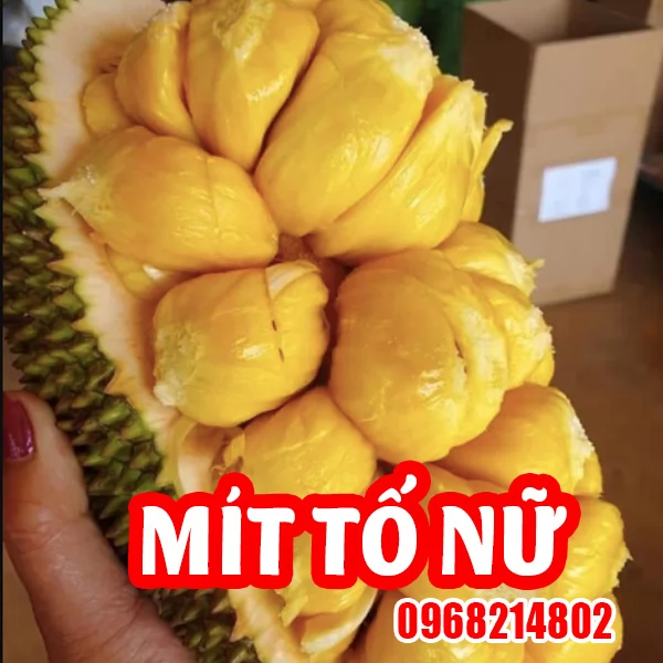Mua Cây Giống Mit Tố Nữ Ở Đâu Và Bao Nhiêu Tiền 1kg