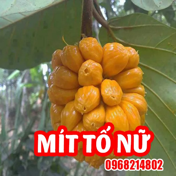 Mua Cây Giống Mit Tố Nữ Ở Đâu Và Bao Nhiêu Tiền 1kg
