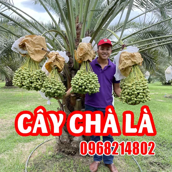 Giống Cây Chà Là – Kho Báu Từ Sa Mạc, Cơ Hội Vàng Cho Nhà Vườn Việt