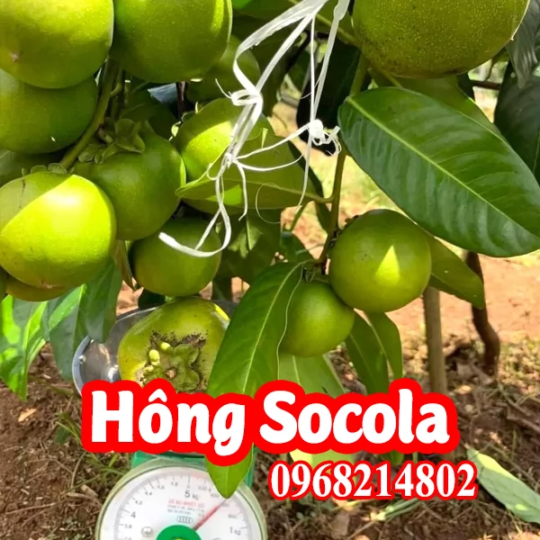 Cây giống hồng Socola mua ở đâu và bao nhiêu tiền 1 cây giống