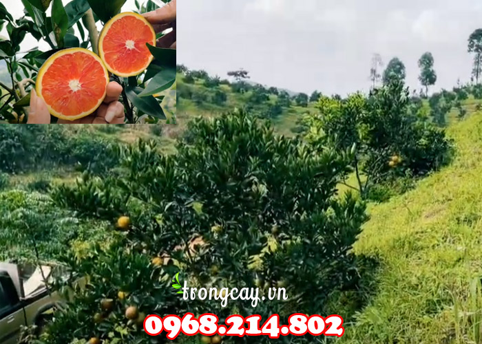 Cây cam Cara ruột đỏ Úc