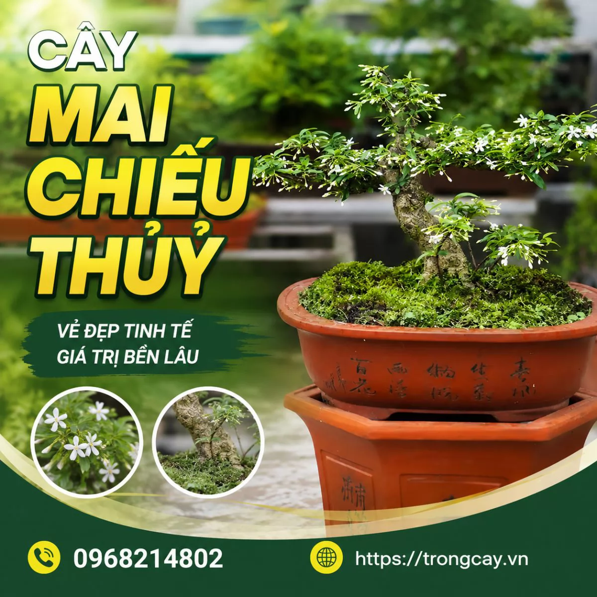 MAI CHIẾU THỦY – VẺ ĐẸP THANH CAO, HƯƠNG THƠM QUYẾN RŨ CHO KHÔNG GIAN SỐNG