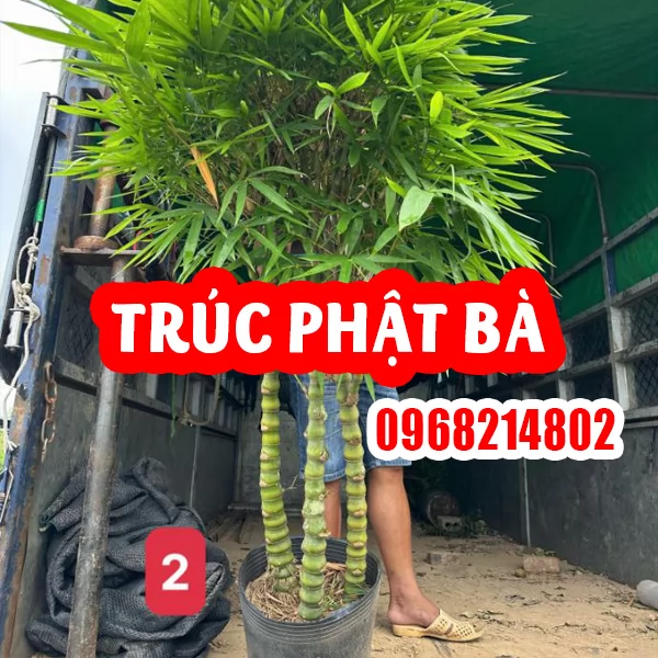 CÂY TRÚC PHẬT BÀ – VẺ ĐẸP PHONG THỦY VÀ Ý NGHĨA BÌNH AN
