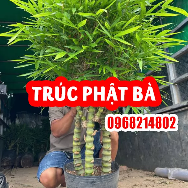 CÂY TRÚC PHẬT BÀ – VẺ ĐẸP PHONG THỦY VÀ Ý NGHĨA BÌNH AN