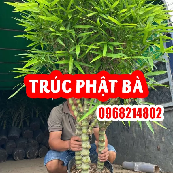 CÂY TRÚC PHẬT BÀ – VẺ ĐẸP PHONG THỦY VÀ Ý NGHĨA BÌNH AN