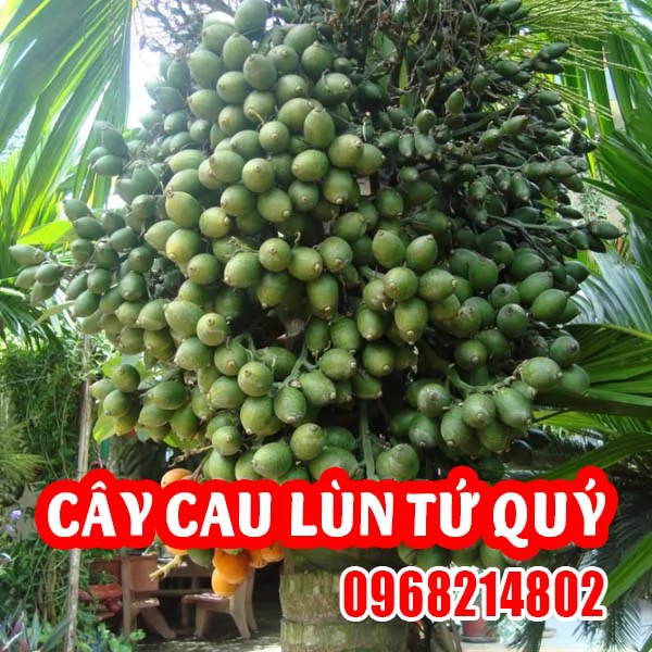 Cây Giống Cau Lùn – Giải Pháp Cảnh Quan Xanh Mát, Phong Thủy Tốt Lành