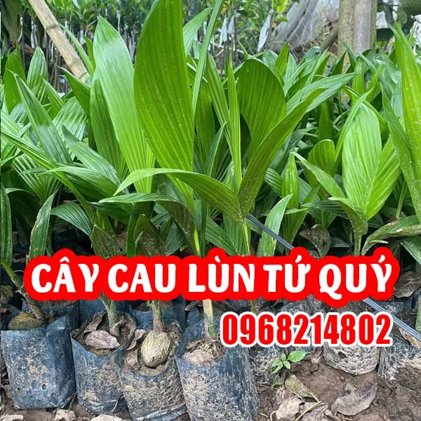 Cây Giống Cau Lùn – Giải Pháp Cảnh Quan Xanh Mát, Phong Thủy Tốt Lành
