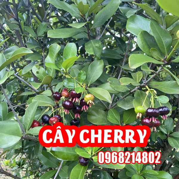 Trồng Cherry Tại Nhà: Từ A-Z Cho Người Mới Bắt Đầu