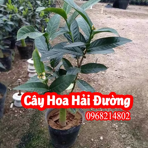 Đia Chỉ Bán Cây Hoa Hải Đường Và Mua Hoa Hải Đường Ở Đâu