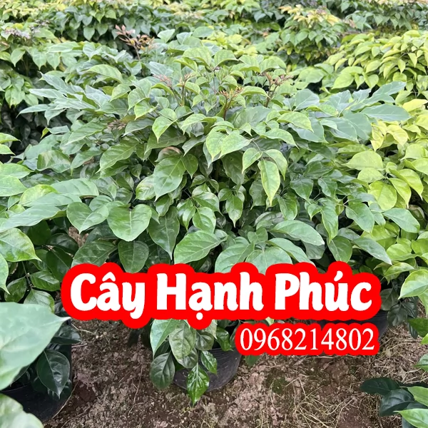 Mua Cây Hạnh Phúc Ở Đâu Và Bao Nhiêu Tiền 1 Cây