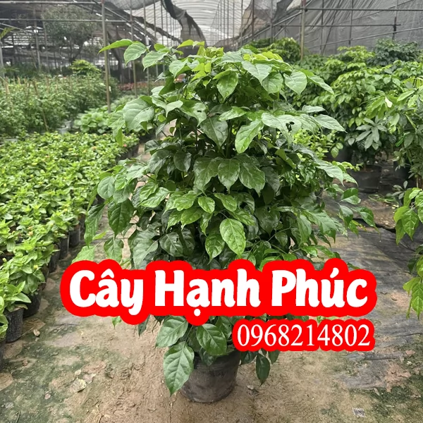 Mua Cây Hạnh Phúc Ở Đâu Và Bao Nhiêu Tiền 1 Cây