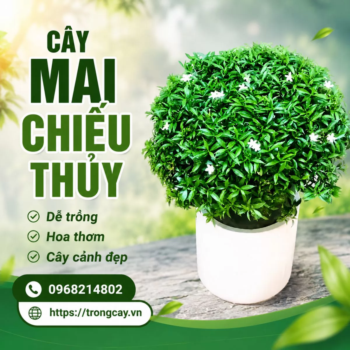 MAI CHIẾU THỦY – VẺ ĐẸP THANH CAO, HƯƠNG THƠM QUYẾN RŨ CHO KHÔNG GIAN SỐNG