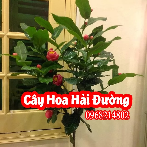 Đia Chỉ Bán Cây Hoa Hải Đường Và Mua Hoa Hải Đường Ở Đâu