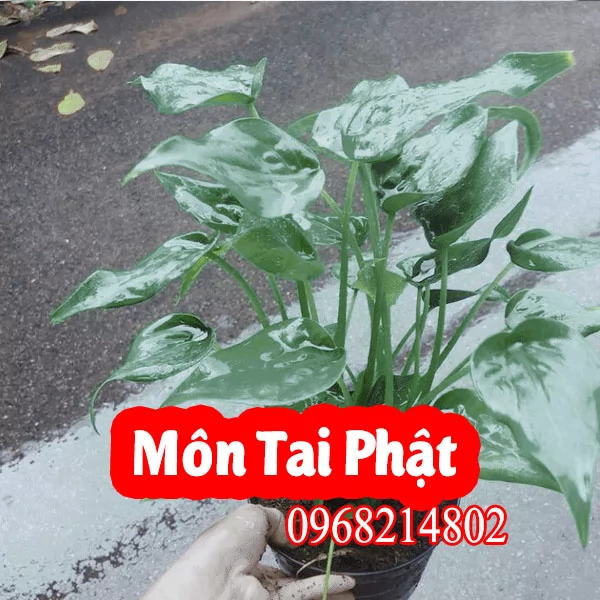 Địa Chỉ Bán Cây Môn Tai Phật Và Bao Nhiêu Tiền 1 Cây