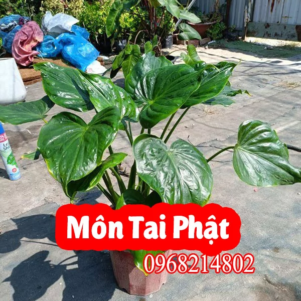 Địa Chỉ Bán Cây Môn Tai Phật Và Bao Nhiêu Tiền 1 Cây