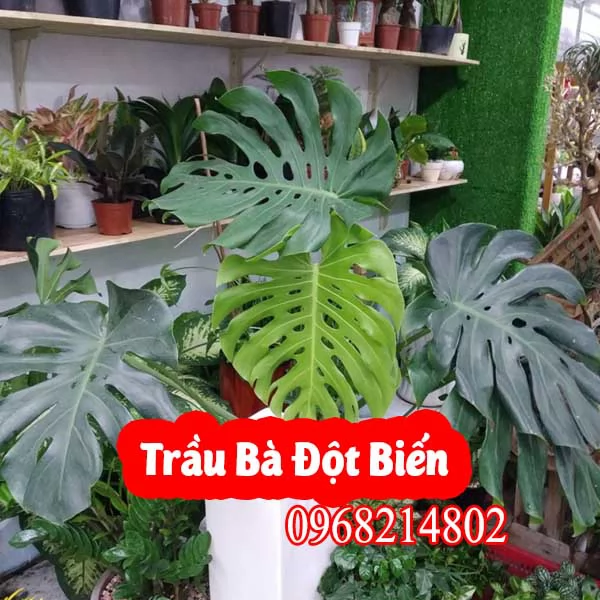Mua Cây Trầu Bà Đột Biến Ở Đâu Và Bao Nhiêu Tiền 1 Cây