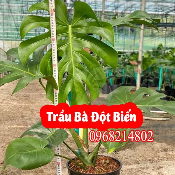 Mua Cây Trầu Bà Đột Biến Ở Đâu Và Bao Nhiêu Tiền 1 Cây