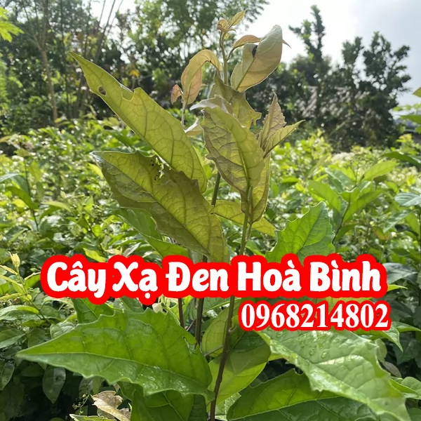 Mua Cây Giống Xạ Đen Và Bao Nhiêu Tiền 1 Cây Giống Xạ Đen