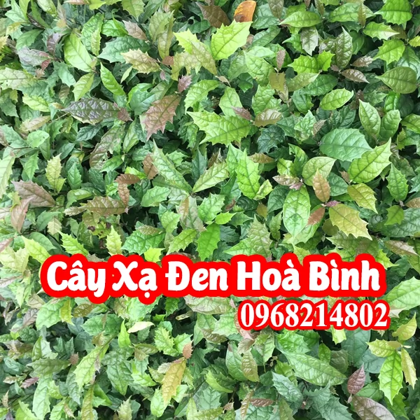 Mua Cây Giống Xạ Đen Và Bao Nhiêu Tiền 1 Cây Giống Xạ Đen
