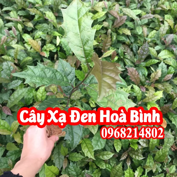 Mua Cây Giống Xạ Đen Và Bao Nhiêu Tiền 1 Cây Giống Xạ Đen