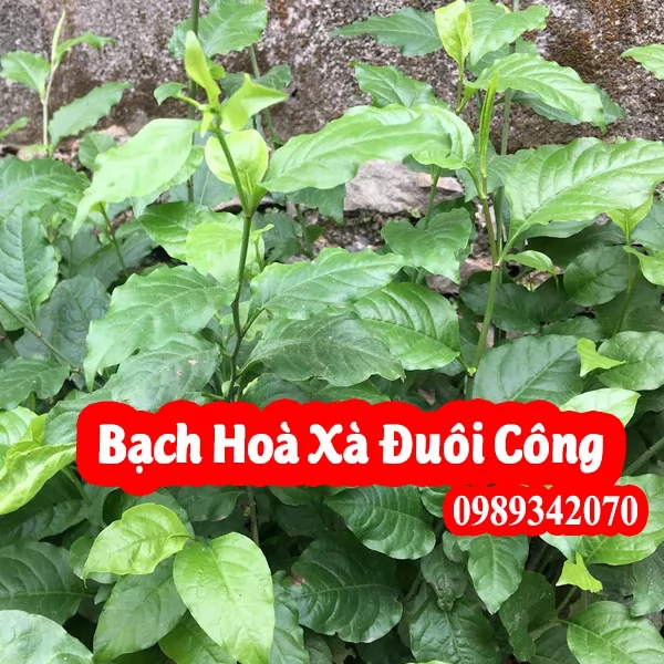Cây Giống Bạch Hoa Xà Đuôi Công - Vị Thuốc Quý Từ Thiên Nhiên