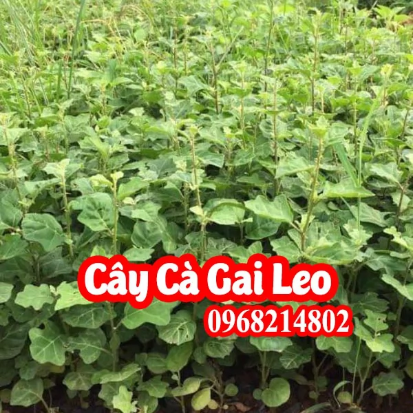 Mua Hạt Giống Cà Gai Leo Ở Đâu Và Bao Nhiêu Tiền