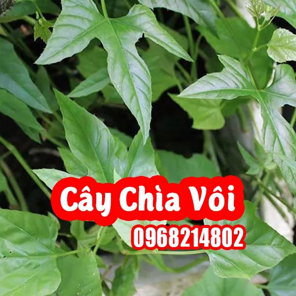 CÂY CHÌA VÔI – GIỐNG CÂY DƯỢC LIỆU QUÝ CHO SỨC KHỎE