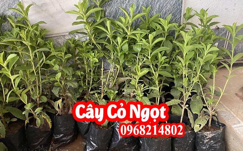 Đặc điểm cây cỏ ngọt