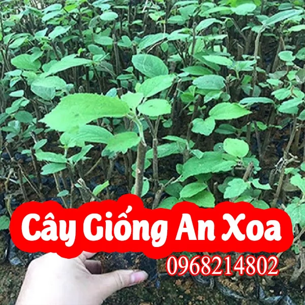 Mua Cây Giống An Xoa Ở Đâu Và Bao Nhiêu Tiền 1 Cây Giống