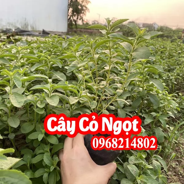 Mua Cây Giống Cỏ Ngọt Ở Đâu Và Bao Nhiều Tiền
