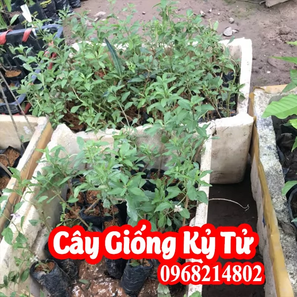 Hạt Giống Câu Kỷ Tử Mua Ở Đâu Và Giá Bao Nhiêu Tiền