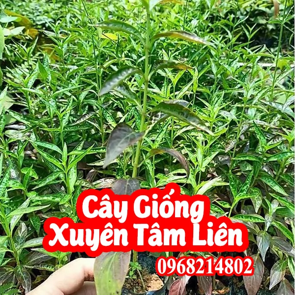 Mua Hạt Giống Xuyên Tâm liên Ở đâu  là tốt nhất