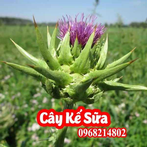 Hạt Giống Kế Sữa Mua Ở Đâu Và Bao Nhiêu Tiền