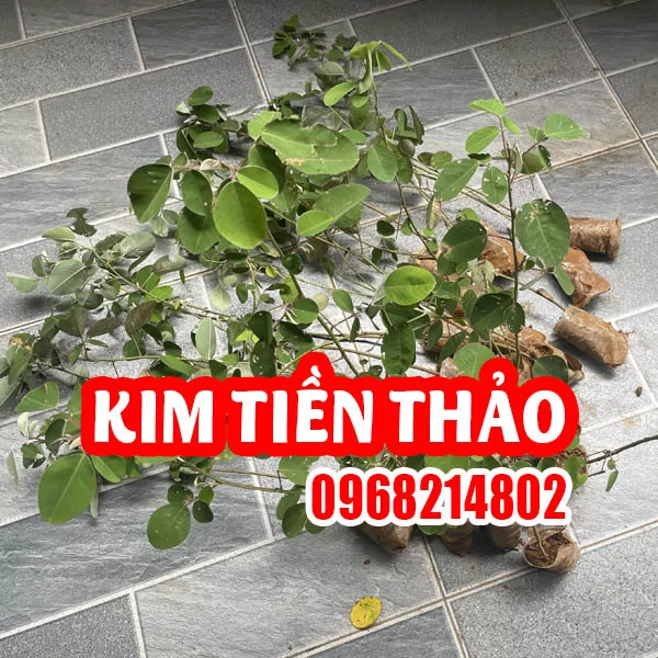 Cây Giống Kim Tiền Thảo - 