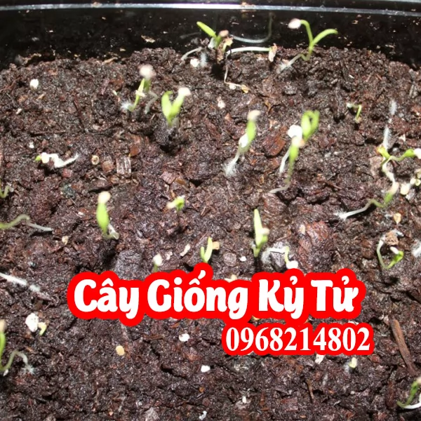 Hạt Giống Câu Kỷ Tử Mua Ở Đâu Và Giá Bao Nhiêu Tiền
