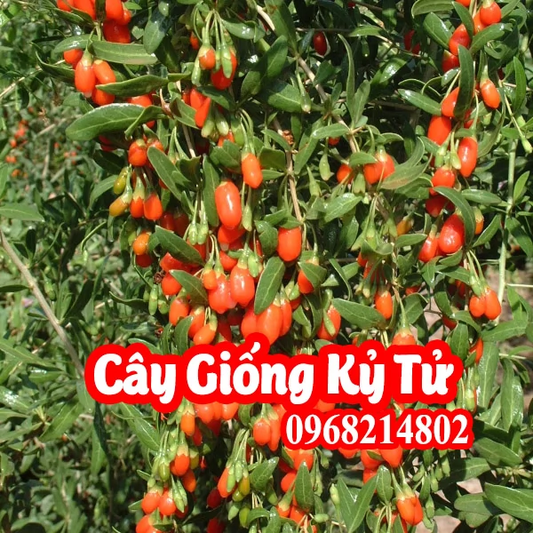 Hạt Giống Câu Kỷ Tử Mua Ở Đâu Và Giá Bao Nhiêu Tiền