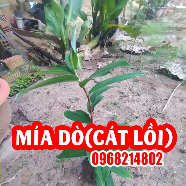 Cây Giống Mía Dò (Cát Lồi) Và Hướng Dẫn Chăm Sóc Cây Mia Dò
